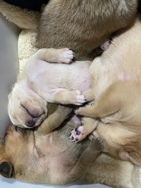 生後3週間の子犬５匹