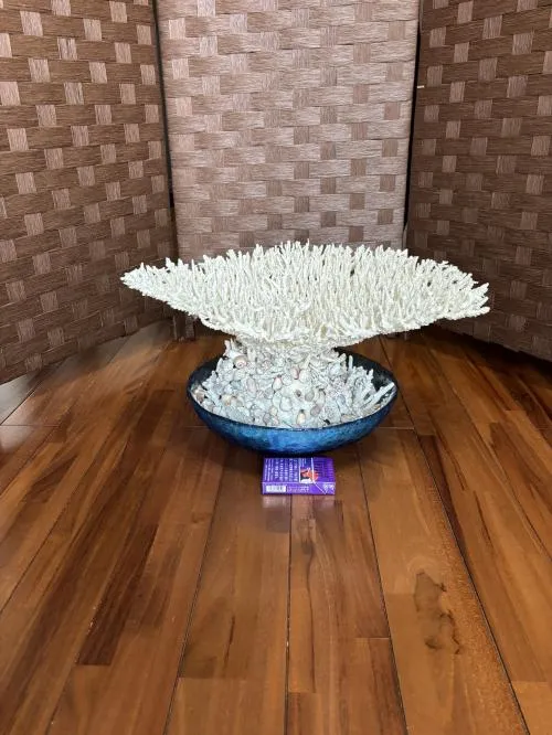 サンゴの置き物