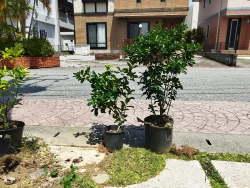まさき鉢植え
