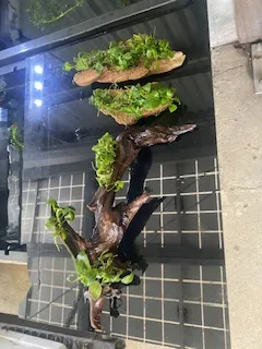 アヌビアスナナ流木　溶岩石