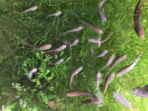 とうぎょ(若魚)