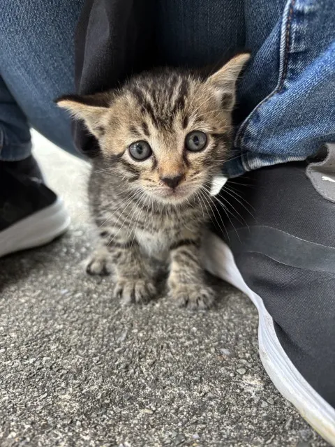 野良子猫　里親募集